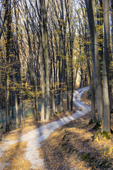 Dirt road in the autumn forest
