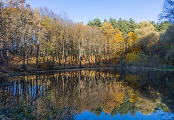 Autumn forest near the lake
