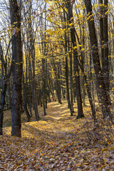 Dirt road in the autumn forest