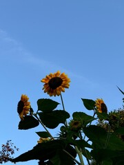 sunflowers  © Agata