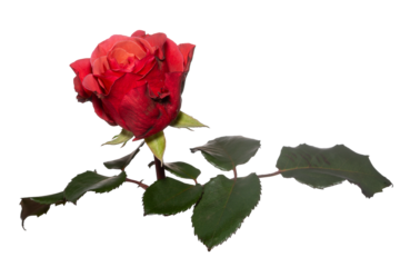 A fresh bud of a blossoming red rose isolated on transparent. Close up.