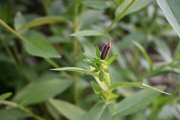 Common Eastern firefly, Photinus pyralis, perched on a green sepal of an unopened flower bud