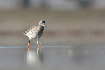Close-Up shot of Ruff with winter plumage