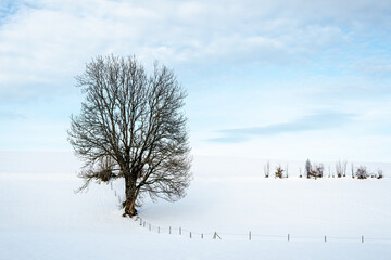 Einsamer Baum im verschneiten Feld mit Zaun und Baumreihe im Hintergrund