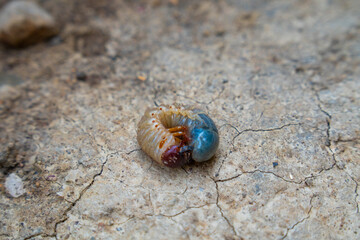 Rhinoceros Beetle larva (Oryctes nasicornis)