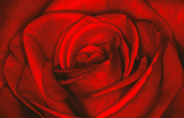 Close Up Macro of Intense Red Rose Flower Intricate Symetric Pattern Spiral Petals Radial Shape