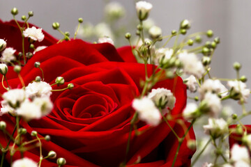 Close Up of Intense Red Roses Flowers Bouquet With White Delicate Flowers Decorating It Intricate Symetric Pattern Spiral Petals Radial Shape