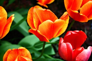 Red and yellow tulips