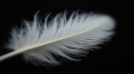 Soft Fluffy White Down Feather on Black Background - Low Light Photography, Close-Up, Textured, Minimalist, Macro Shot, Elegant, Softness