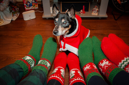 Christmas family together. Happy family at home on New 2025 Year. Winter holiday. Xmas and new year eve at home. Christmas stocking. Family union with dog. Santa Claud pet. Xmas fun and joy
