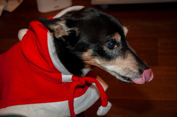Santa dog. Pet dog in Santa Claus costume. Christmas at home on holiday. Winter holiday. Xmas and...