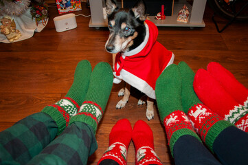 Family union with dog. Santa Claud pet. Xmas fun. Christmas family together. Happy family at home...