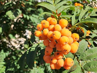 rowan berries