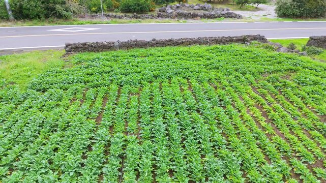 It's winter under Mt. Sanbang on Jeju Island, but it's a view of the village with green rice paddies and fields. Filmed with drones