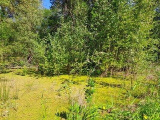 Obraz premium trees in the swamp