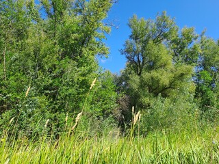 trees in the forest