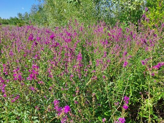 flowers in the field