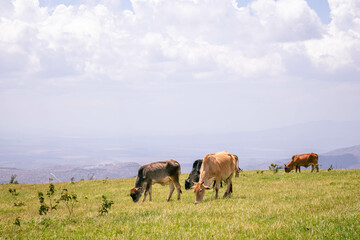 A herd of cows grazing on the hillside on a sunny summer day