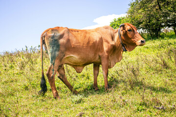 A cow healing from a cut on his side, after receiving medication and herbal ointment 