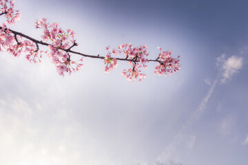 【ソメイヨシノ】都内、春の空と桜の枝【桜】