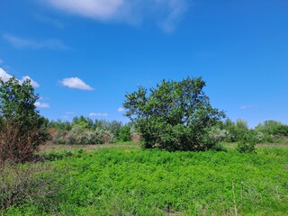 Obraz premium trees on a hill