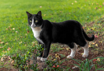 Black and White Cat Standing on Grass in a Garden Setting with a Curious Expression
