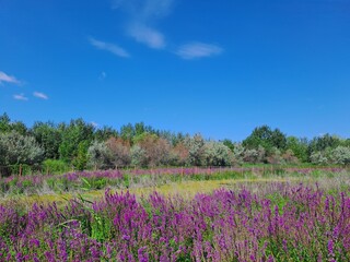 Fototapeta premium field of flowers