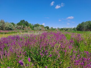 Obraz premium field of lavender