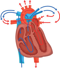The structure of the heart blood circulation.
