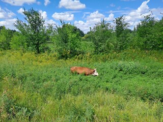 cow in the meadow