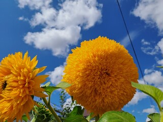 yellow flowers against blue sky
