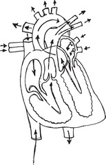 Drawing of the structure of the heart blood circulation.