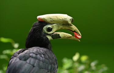 Palawan hornbill animals birds zoo