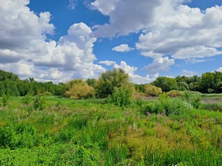 landscape with trees and clouds