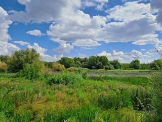 Obraz premium landscape with trees and clouds
