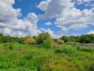 landscape with trees and clouds