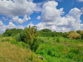 landscape with trees and clouds