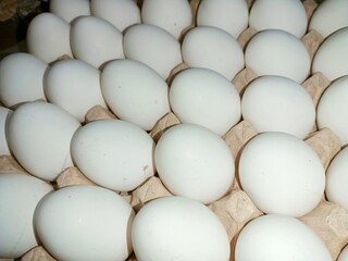 eggs in a carton raw chicken eggs in paper egg tray on white background. Group of Fresh white Eggs in a cardboard cassette. Organic food from nature good for health