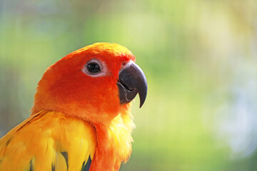 Closeup of an Extremely Adorable Sun Conure Relaxing Alone