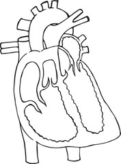 Line drawing of the structure of the heart and blood circulation.