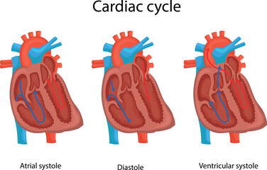 Three phases of the cardiac cycle.