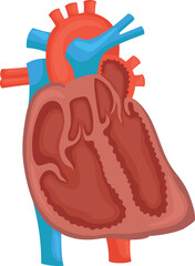 structure of the human heart.
