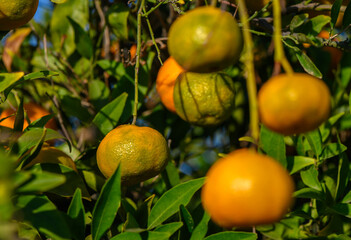Citrus grove filled with ripening oranges under the warm afternoon sun. Generative AI