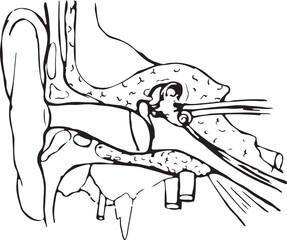 Line drawing of the structure of the human ear.