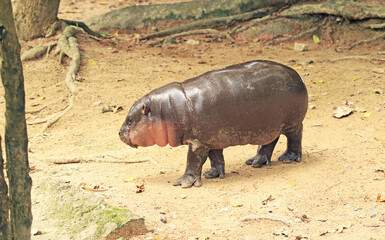 3 Month-old Baby Pygmy Hippo with Beautiful Pinkish Cheek