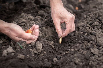 Woman's hands with onion seeds that she is planting in the garden