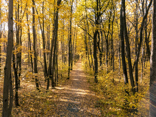 Fototapeta premium Golden autumn forest scene with path in tall maple trees on sunny day