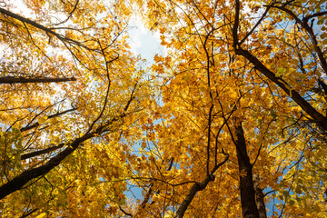 Autumn golden leaves look up on maple trees branches in forest on blue sunny sky background