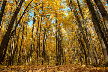 Obraz premium Autumn golden forest low angle view on walking path covered in fallen leaves on sunny day