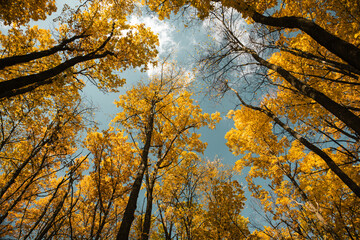 Seasonal autumn forest nature look up with vibrant leaves on branches on sunny sky background